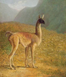 Guanaco, c.1848